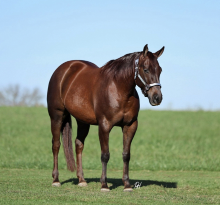 HorseID: 2305578 DUN IT IN A BIKINI - PhotoID: 1089002