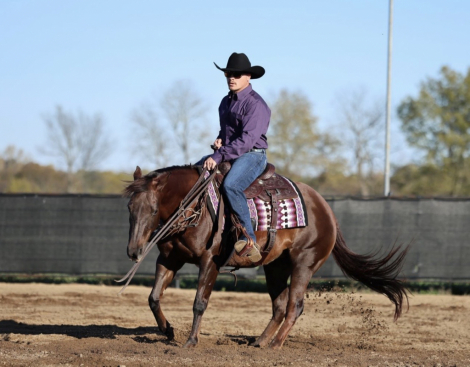 HorseID: 2305578 DUN IT IN A BIKINI - PhotoID: 1089005