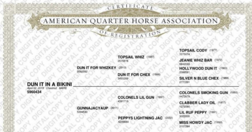 HorseID: 2305578 DUN IT IN A BIKINI - PhotoID: 1089006