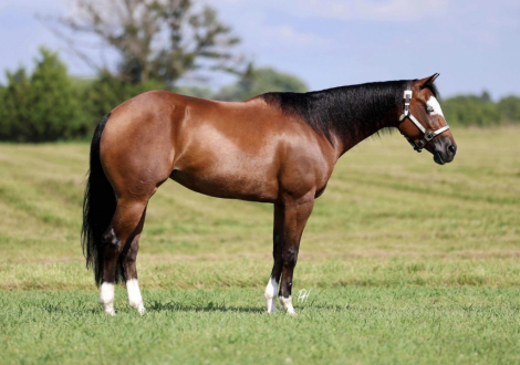 HorseID: 2305580 HA MOBSTER CHICA - PhotoID: 1089008