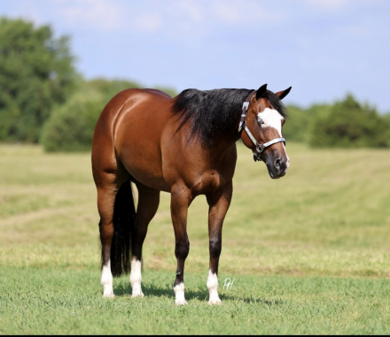 HorseID: 2305580 HA MOBSTER CHICA - PhotoID: 1089010