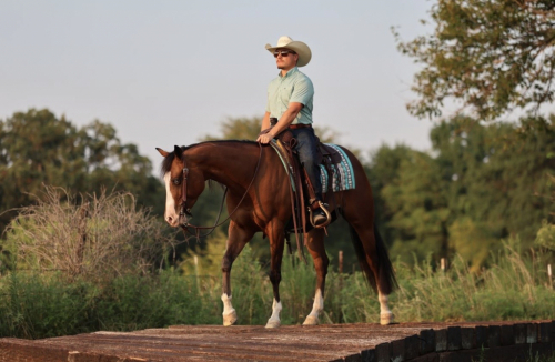 HorseID: 2305580 HA MOBSTER CHICA - PhotoID: 1089012