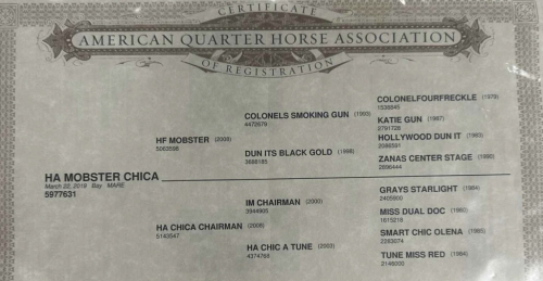 HorseID: 2305580 HA MOBSTER CHICA - PhotoID: 1089013