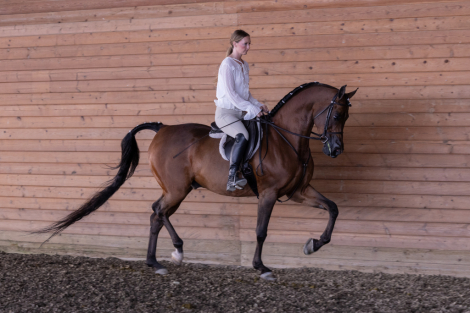 HorseID: 2305582 Big Ambition TRJ - PhotoID: 1089015