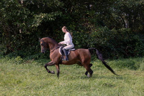 HorseID: 2305582 Big Ambition TRJ - PhotoID: 1089016