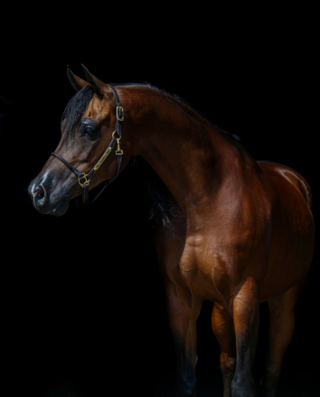 HorseID: 2305582 Big Ambition TRJ - PhotoID: 1089017