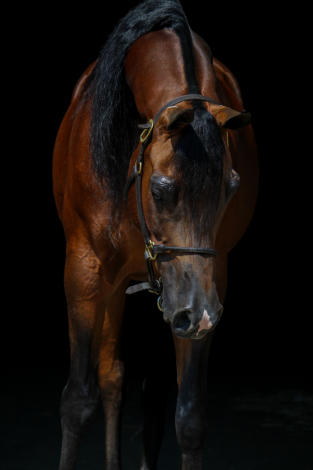 HorseID: 2305582 Big Ambition TRJ - PhotoID: 1089018