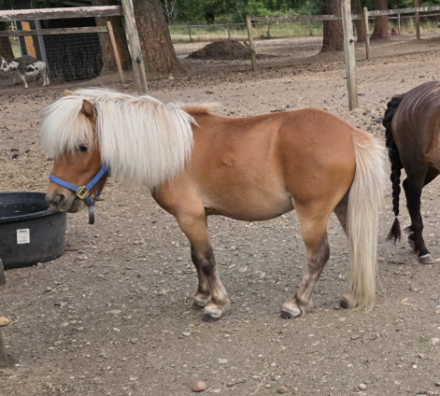 HorseID: 2305584 Copper - PhotoID: 1089022