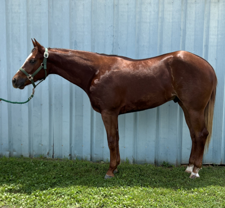 HorseID: 2305588 Waitin On The Machine - PhotoID: 1089023