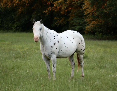 HorseID: 2305589 PHANTOMS DAY DREAM - PhotoID: 1089028