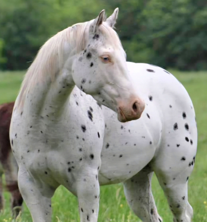 HorseID: 2305589 PHANTOMS DAY DREAM - PhotoID: 1089029