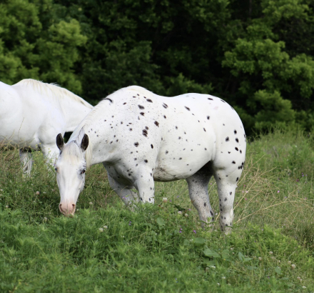 HorseID: 2305589 PHANTOMS DAY DREAM - PhotoID: 1089030