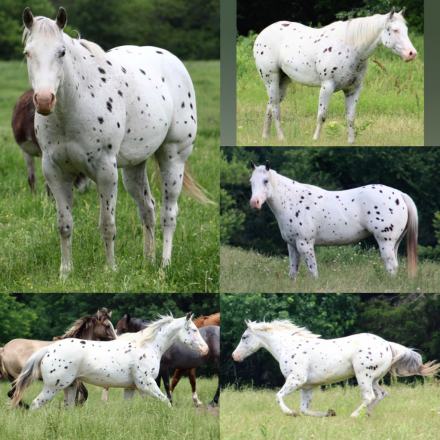 HorseID: 2305589 PHANTOMS DAY DREAM - PhotoID: 1089031