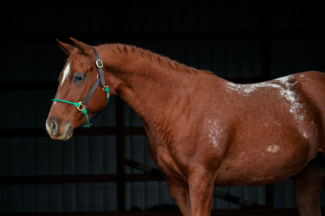 HorseID: 2305590 An American Girl - PhotoID: 1089024