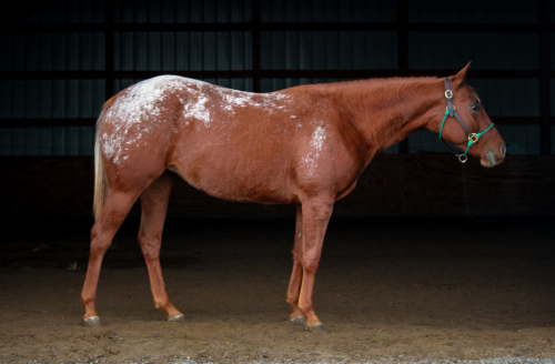 HorseID: 2305590 An American Girl - PhotoID: 1089025