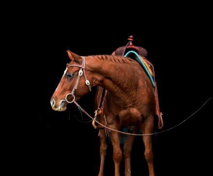 HorseID: 2305590 An American Girl - PhotoID: 1089026