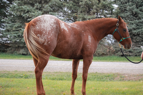 HorseID: 2305590 An American Girl - PhotoID: 1089027