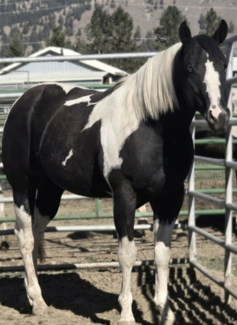 HorseID: 2305594 Mr BoMont Button - PhotoID: 1089033