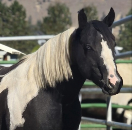 HorseID: 2305594 Mr BoMont Button - PhotoID: 1089034