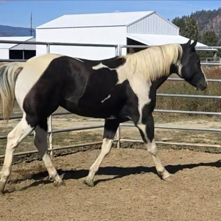 HorseID: 2305594 Mr BoMont Button - PhotoID: 1089035