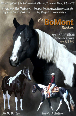 HorseID: 2305594 Mr BoMont Button - PhotoID: 1089032