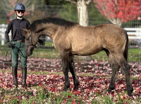 HorseID: 2305595 2025 Grullo Friesian X Colt - PhotoID: 1089390