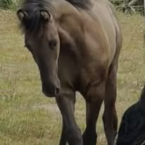 HorseID: 2305595 2025 Grullo Friesian X Colt - PhotoID: 1089391