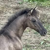 HorseID: 2305595 2025 Grullo Friesian X Colt - PhotoID: 1089392