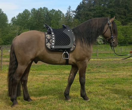 HorseID: 2305595 2025 Grullo Friesian X Colt - PhotoID: 1089393