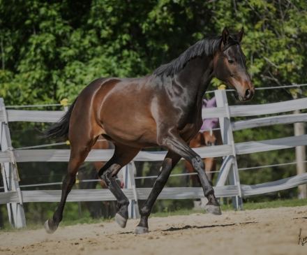 HorseID: 2305598 Winsome Lad - PhotoID: 1089036