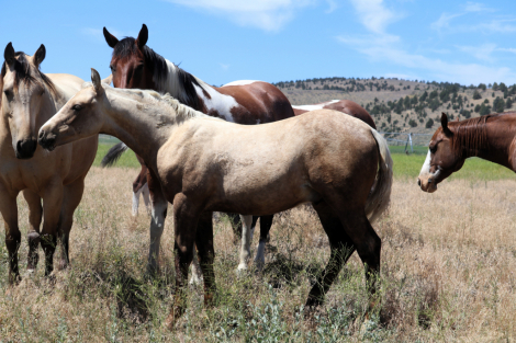 HorseID: 2305599 Lil Playing Boon - PhotoID: 1089037