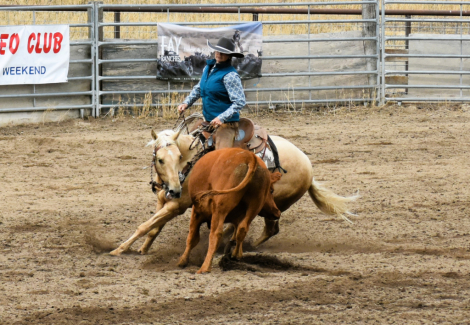 HorseID: 2305599 Lil Playing Boon - PhotoID: 1089038