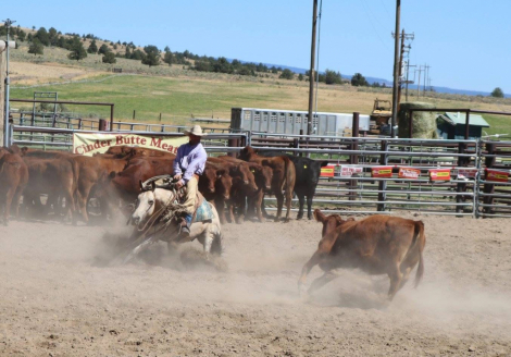 HorseID: 2305599 Lil Playing Boon - PhotoID: 1089040