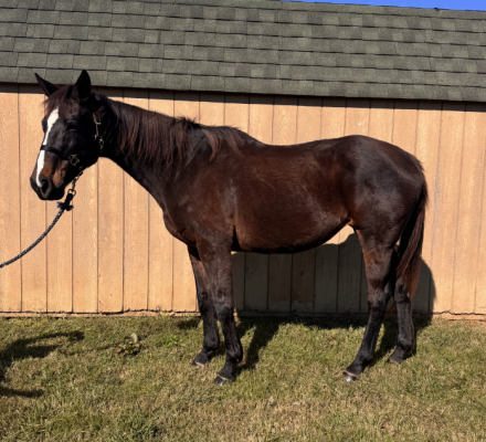 HorseID: 2305600 Square Cuts Sister - PhotoID: 1089041