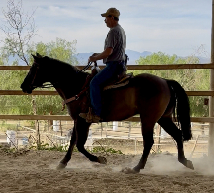 HorseID: 2305601 Moolah - PhotoID: 1089042