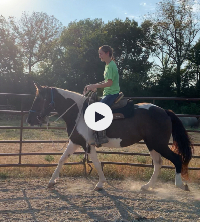 HorseID: 2305602 Scout - PhotoID: 1089043