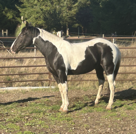 HorseID: 2305603 Goose - PhotoID: 1089049