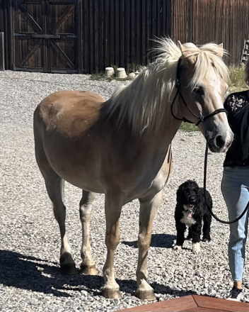 HorseID: 2305604 Charlie - PhotoID: 1089050