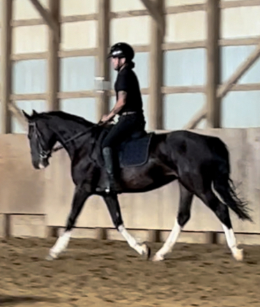 HorseID: 2305605 Duchess - PhotoID: 1089063