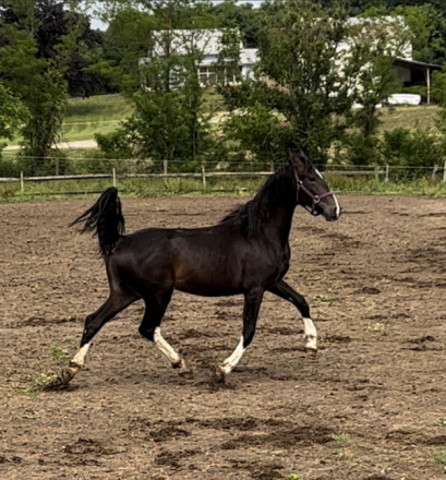 HorseID: 2305605 Duchess - PhotoID: 1089064