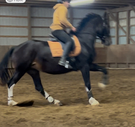 HorseID: 2305605 Duchess - PhotoID: 1089065