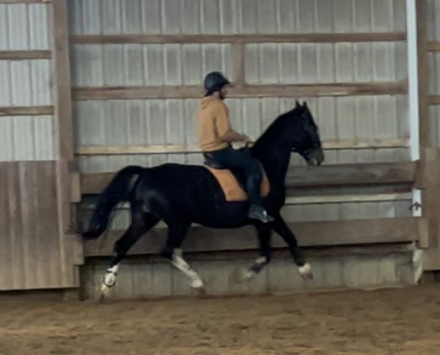 HorseID: 2305605 Duchess - PhotoID: 1089066