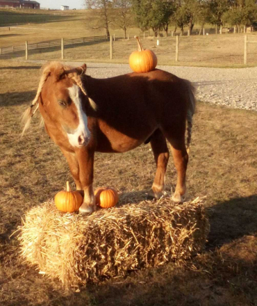 HorseID: 2305606 splash - PhotoID: 1089068