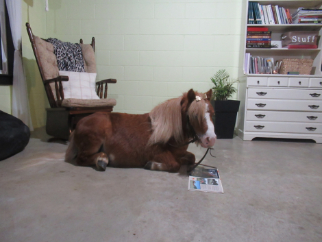 HorseID: 2305606 splash - PhotoID: 1089069