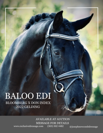HorseID: 2305607 Baloo EDI - PhotoID: 1089386