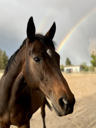 HorseID: 2305608 Miss Curley D’Oro - PhotoID: 1089071