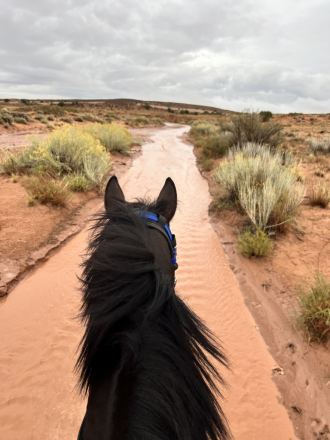 HorseID: 2305608 Miss Curley D’Oro - PhotoID: 1089073