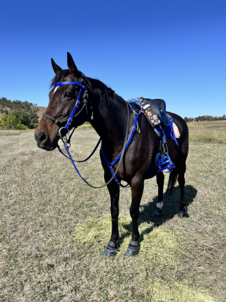 HorseID: 2305608 Miss Curley D’Oro - PhotoID: 1089075