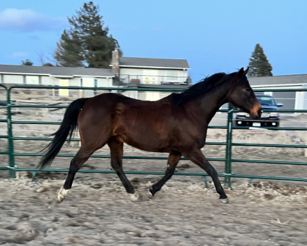 HorseID: 2305608 Miss Curley D’Oro - PhotoID: 1089076