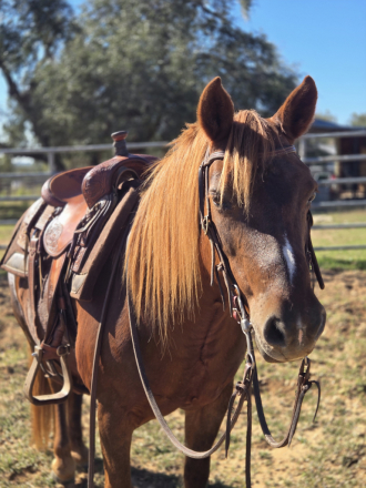 HorseID: 2305612 Cozette - PhotoID: 1089077